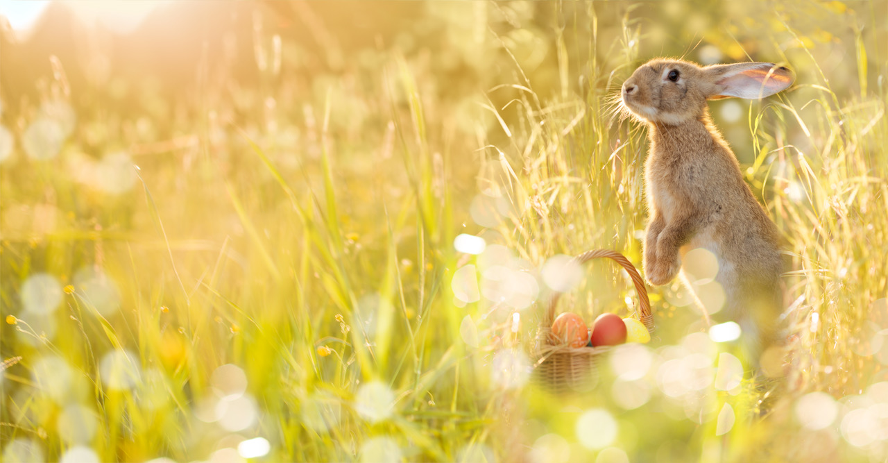 Osterhase