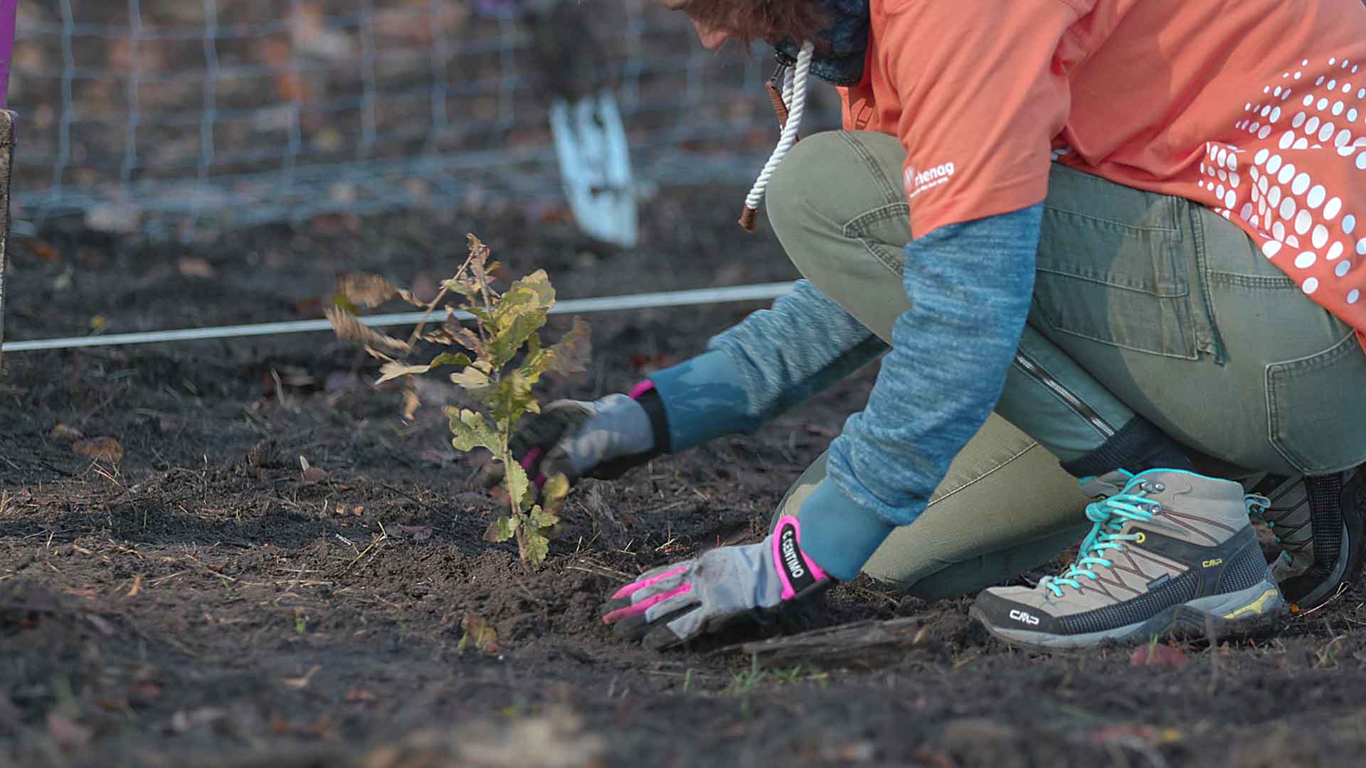 Zukunftswald 03 rhenag Mitarbeiterin pflanzt einen Baumsetzling im Zukunftswald.