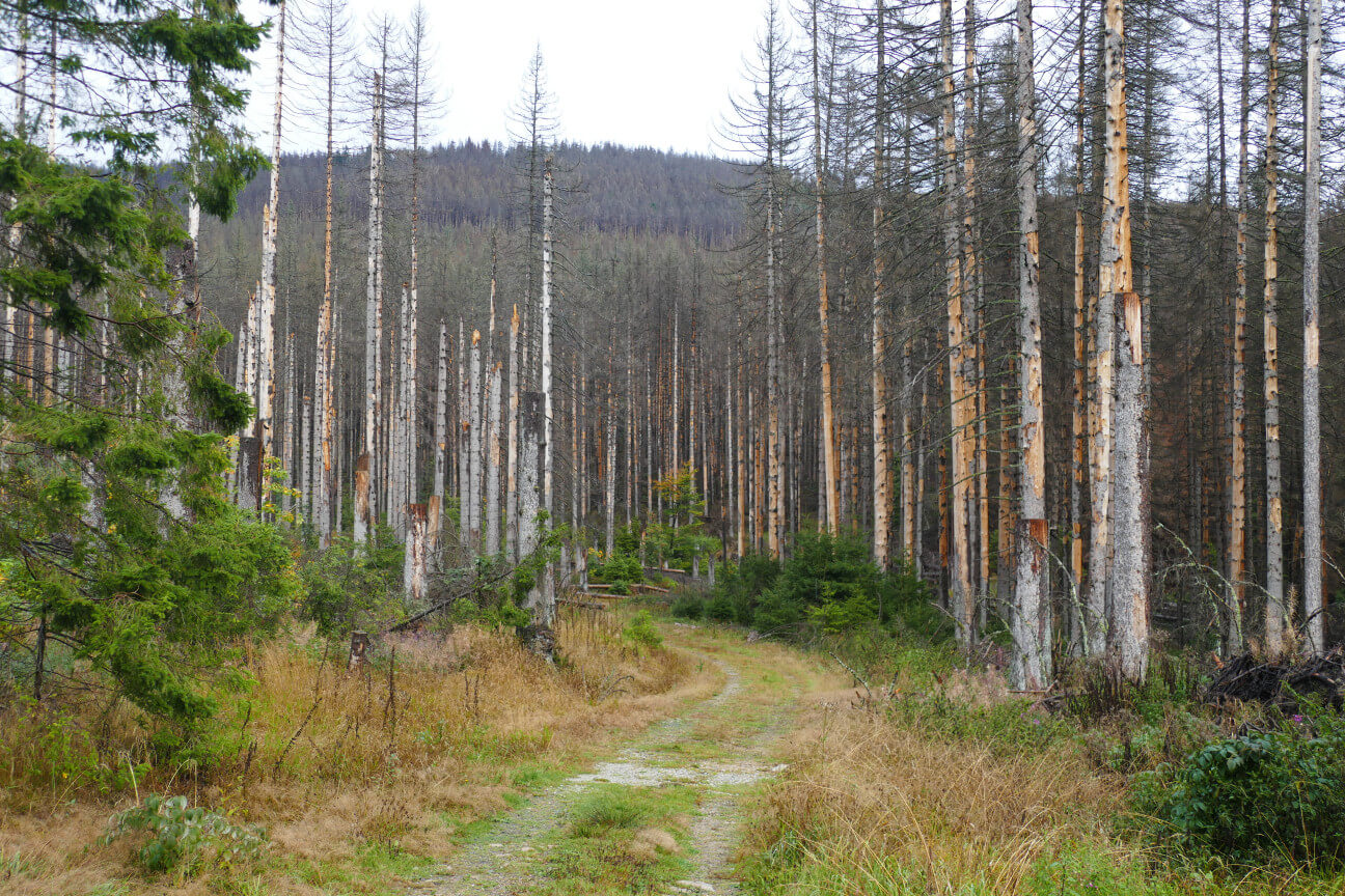 Wald 2 Mann mit Arbeitsmontur und Helm überprüft Rohre.