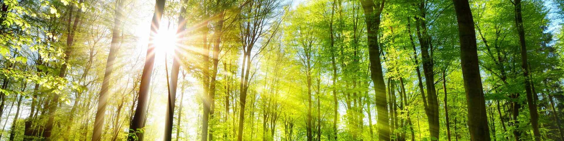 Zukunft Lichtung im Wald