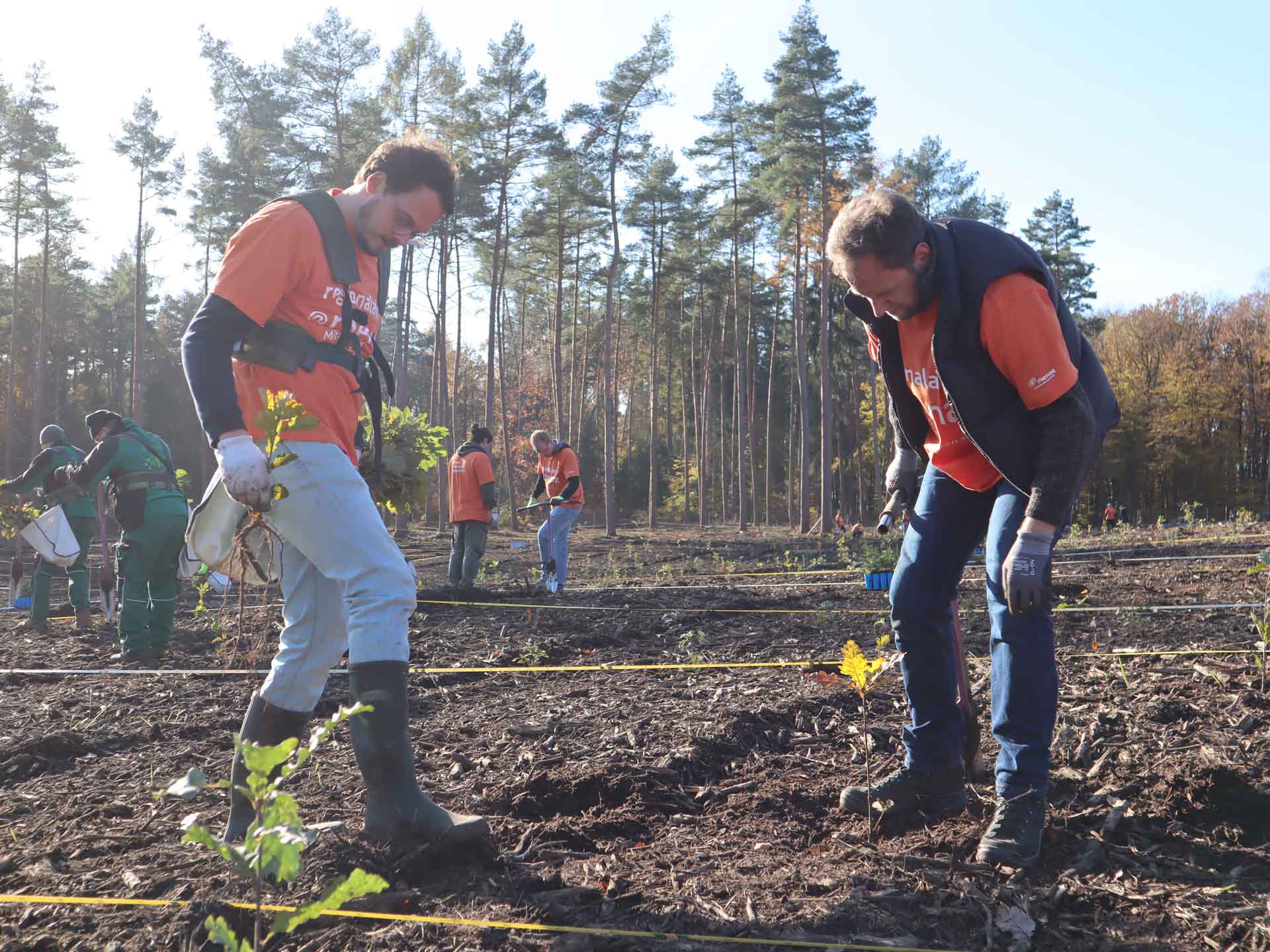 Zukunftswald 04 rhenag Mitarbeiter pflanzen Baumsetzlinge im Zukunftswald.