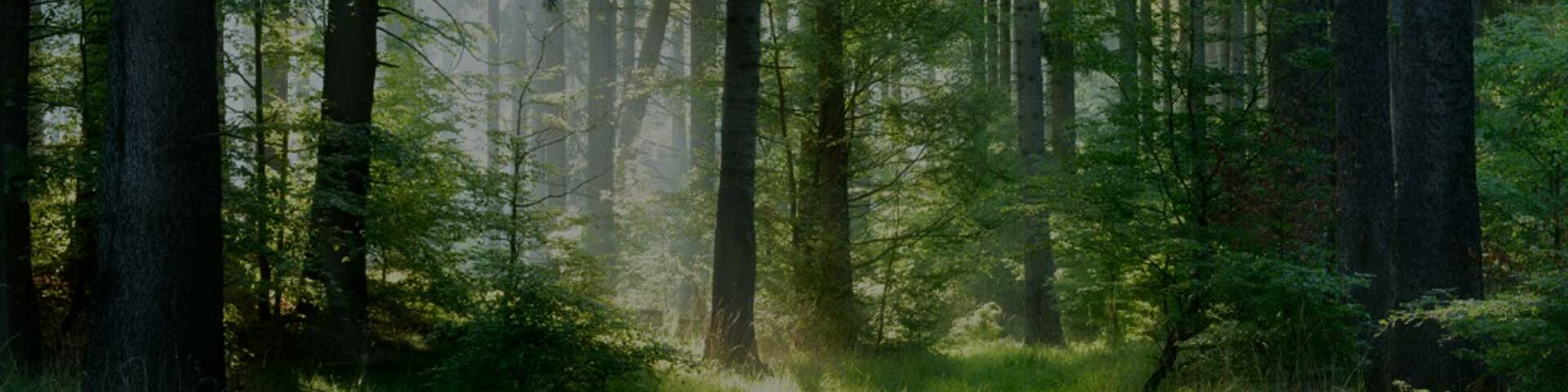 Zukunftswald Ein Sonnenstrahl fällt durch einen grünen Wald.