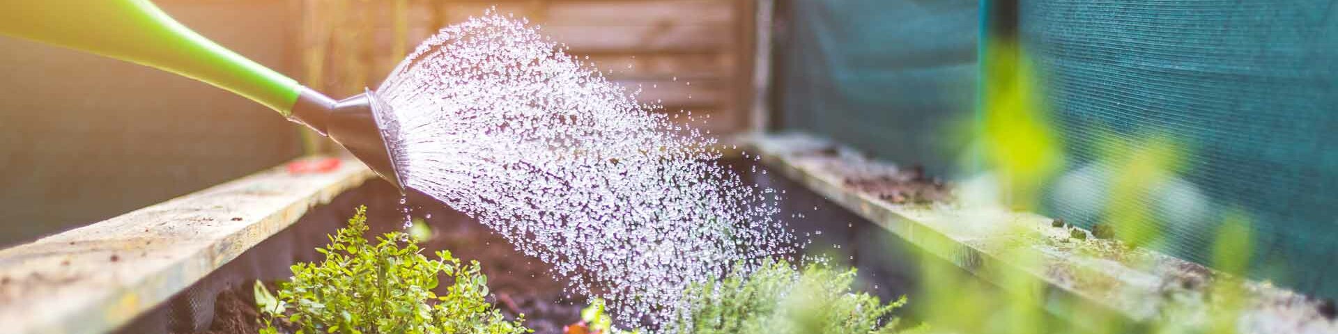 Sommer Pflanzen im Beet werden mit einer Gießkanne gegossen